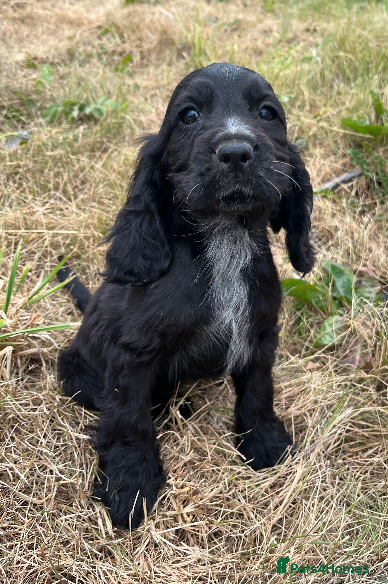 Cocker Spaniel dogs Stunning show type cocker spaniel puppies  - Advert 12