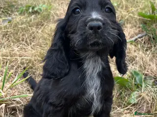 Cocker Spaniel dogs Stunning show type cocker spaniel puppies - Advert 12