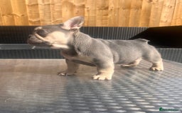 French Bulldog dogs for sale: French bulldog puppies  - Image 5