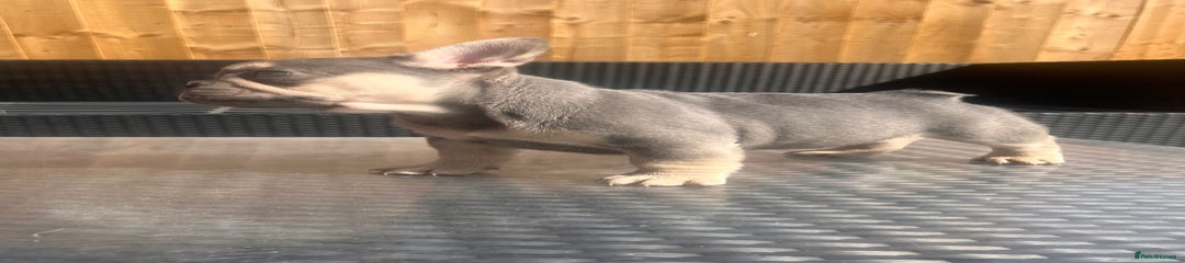 French Bulldog Puppy 2