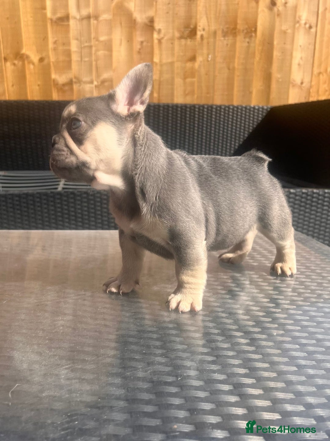 French Bulldog dogs for sale: French bulldog puppies  - Image 5