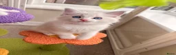 Ragdoll cats for sale: Gorgeous Tica registered Ragdoll kittens 1 girl  - Advert 31