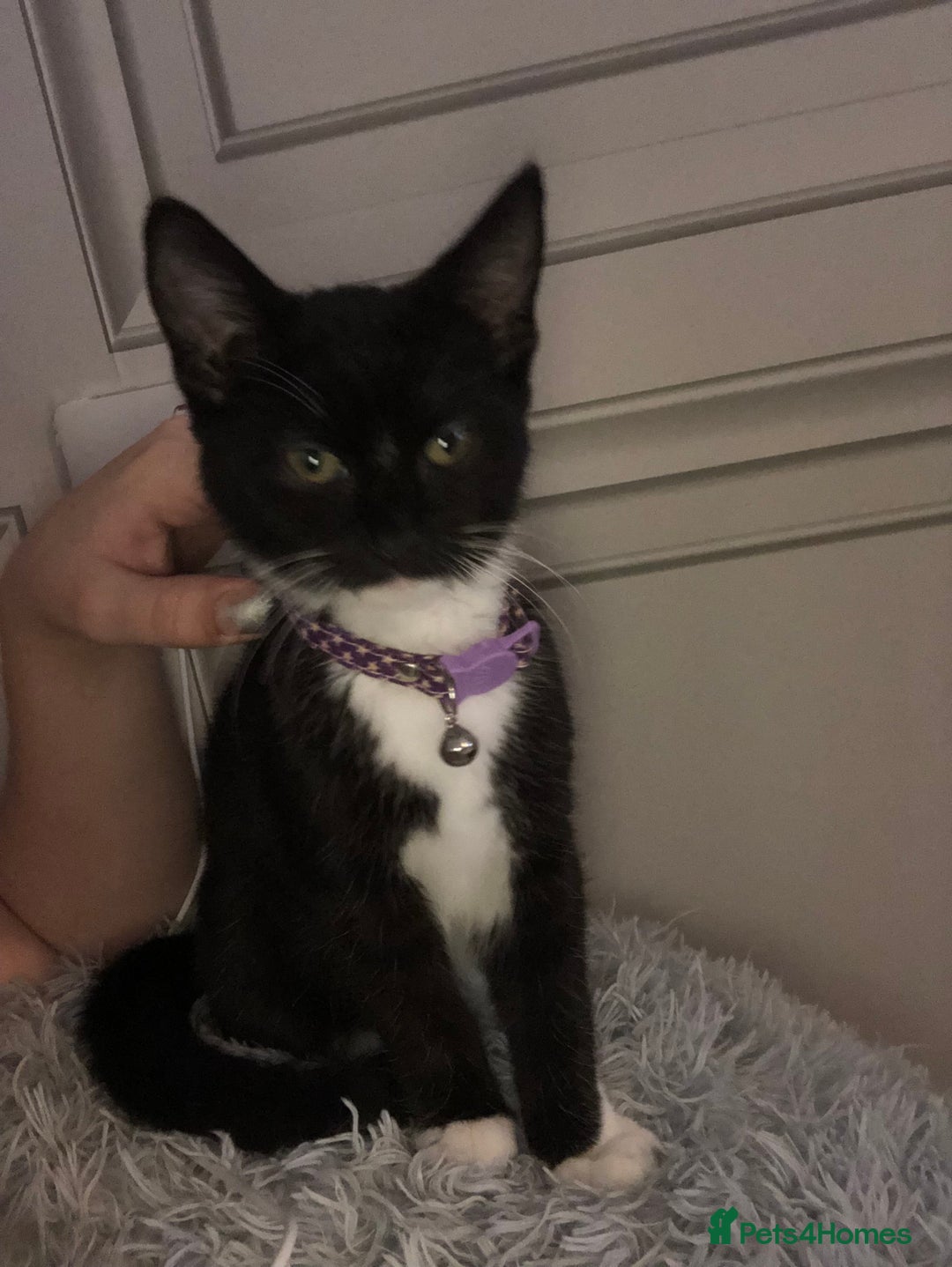 Mixed Breed cats for sale: Female kitten needing forever home Free - Advert 4