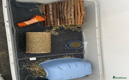 Guinea Pig rodents for sale: Two male guinea pigs with cage and accessories  - Image 7