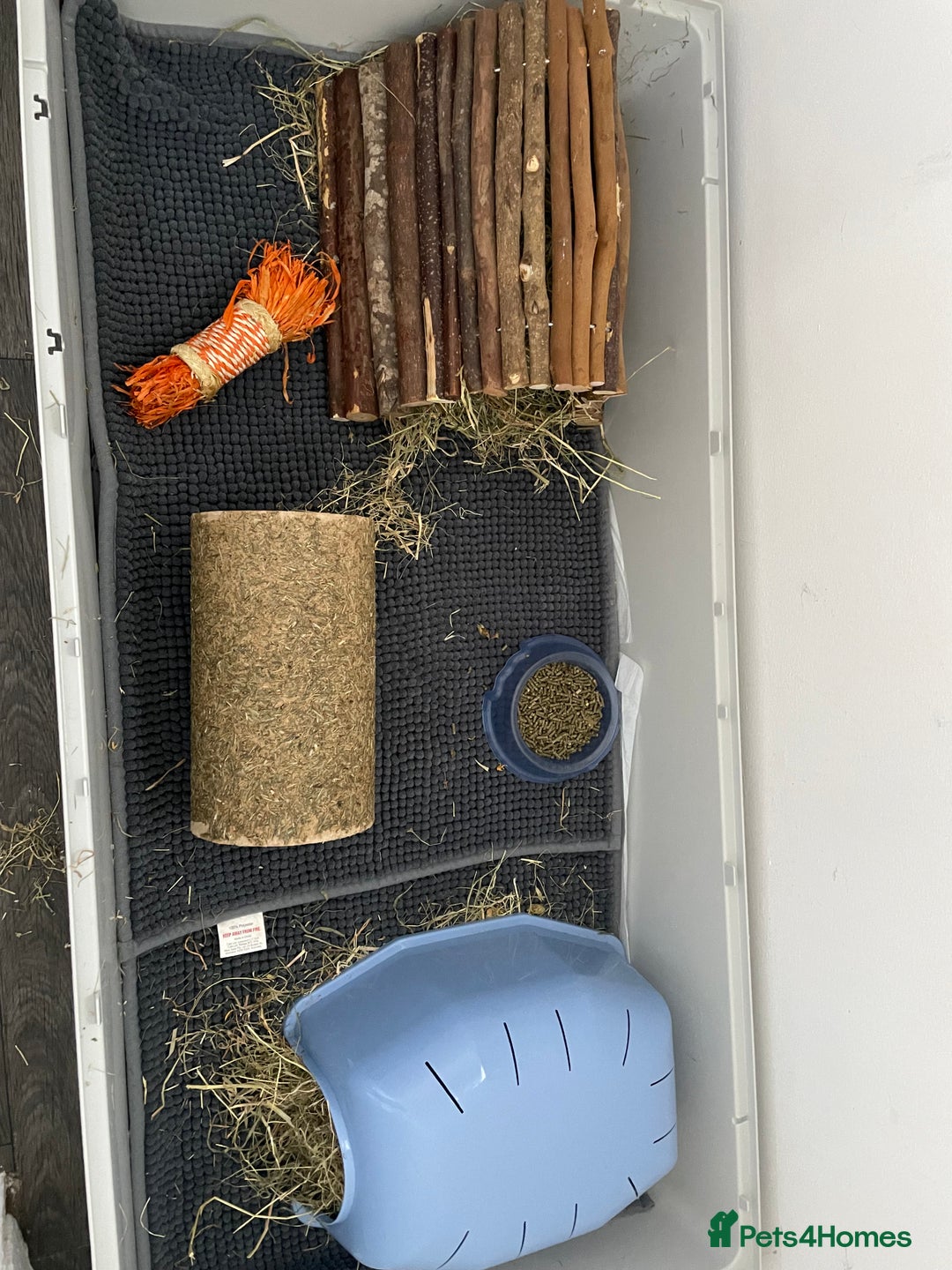 Guinea Pig rodents for sale: Two male guinea pigs with cage and accessories  - Image 7