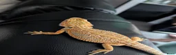 Bearded Dragon reptiles for sale: Reduced for good homes  - Advert 5