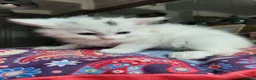 Mixed Breed cats for sale: Khao Manee mix kittens for sale  - Advert 10