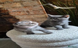 Scottish Fold cats for sale: Adorable Scottish Fold and Straight Kittens  - Image 9