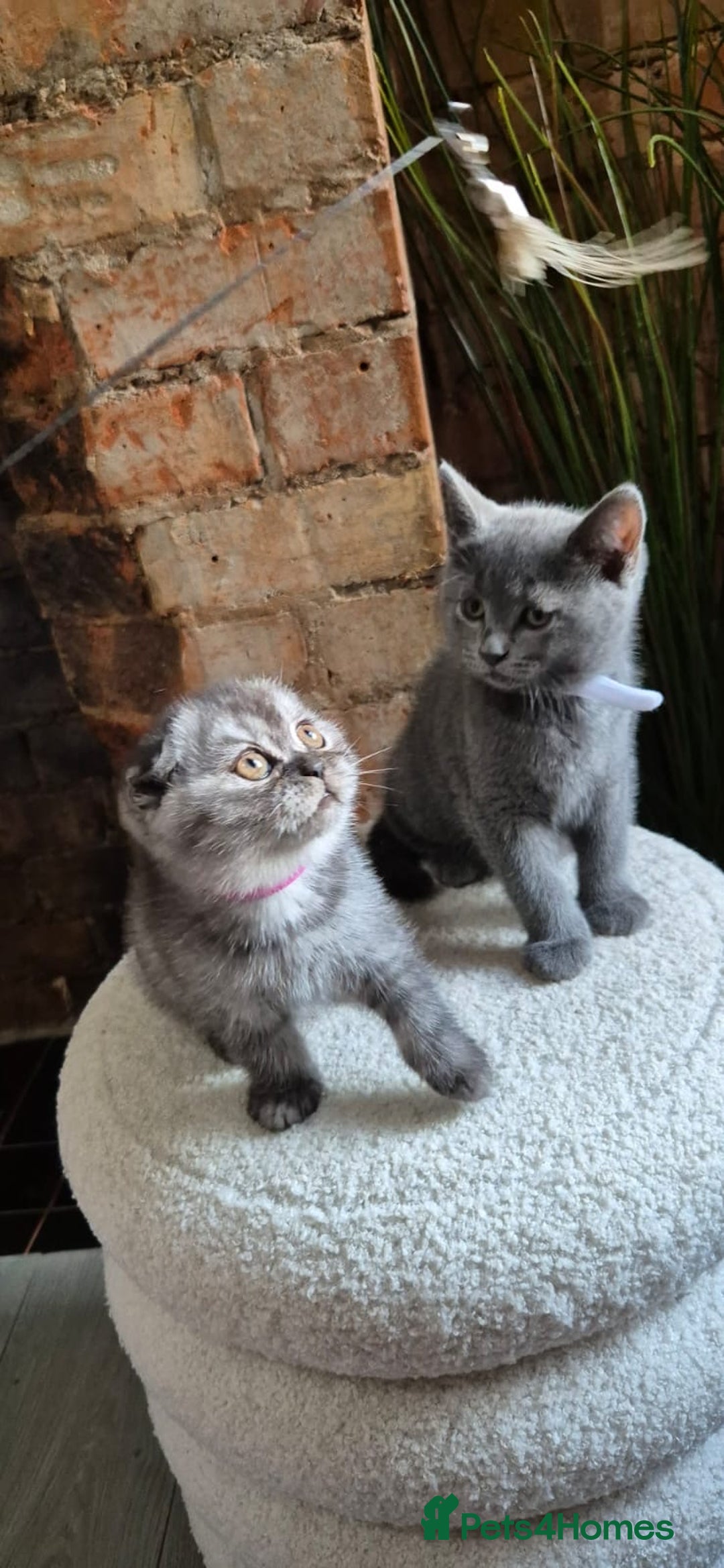 Scottish Fold cats for sale: Adorable Scottish Fold and Straight Kittens  - Image 9