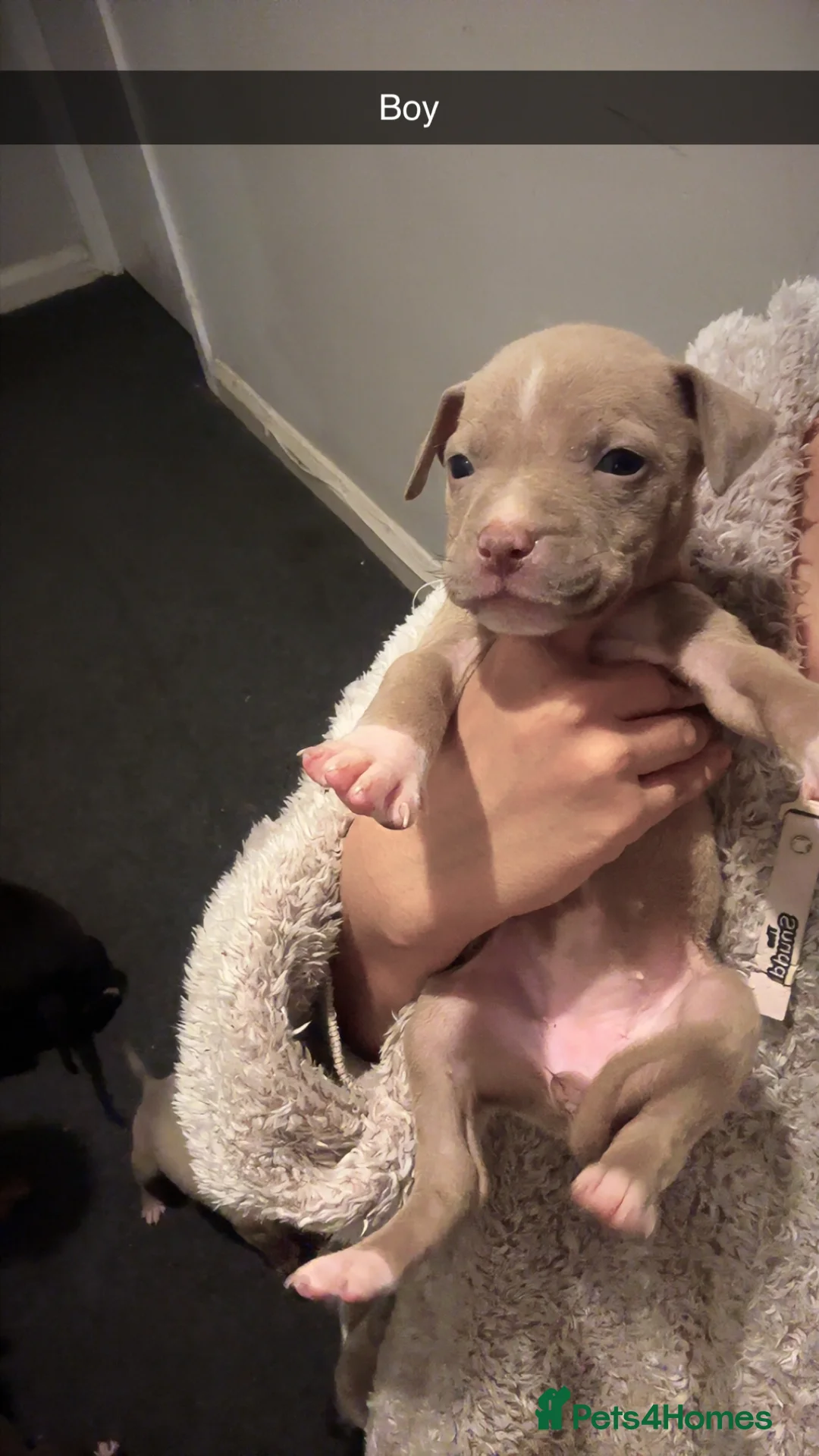 American Bull Staffy dogs for sale: Amstaff rescue puppies need rehoming asap - Advert 2