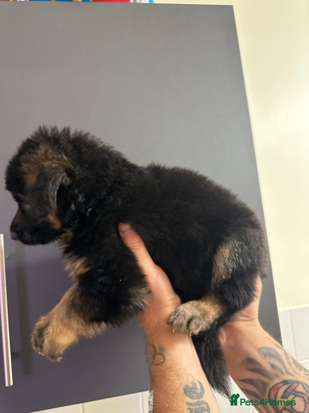 German Shepherd dogs for sale: German shepherd  - Image 22