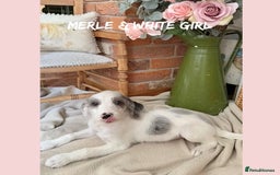 Mixed Breed dogs for sale: ☀️PERFECT POOGLES (beagleXminiature poodle)☀️ in Rhayader - Image 6