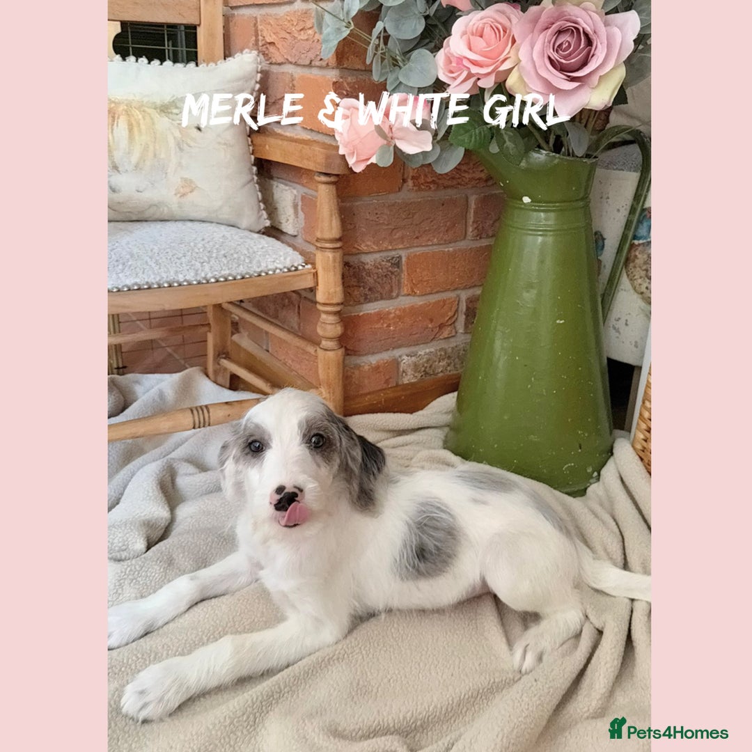Mixed Breed dogs for sale: ☀️PERFECT POOGLES (beagleXminiature poodle)☀️ in Rhayader - Image 6