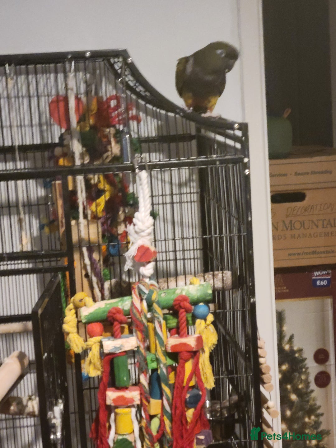 Conures birds for sale: Peekaboo - Advert 8