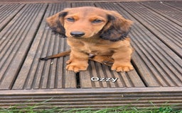 Dachshund dogs for sale: Red long-haired standard dachshund puppies - Image 26