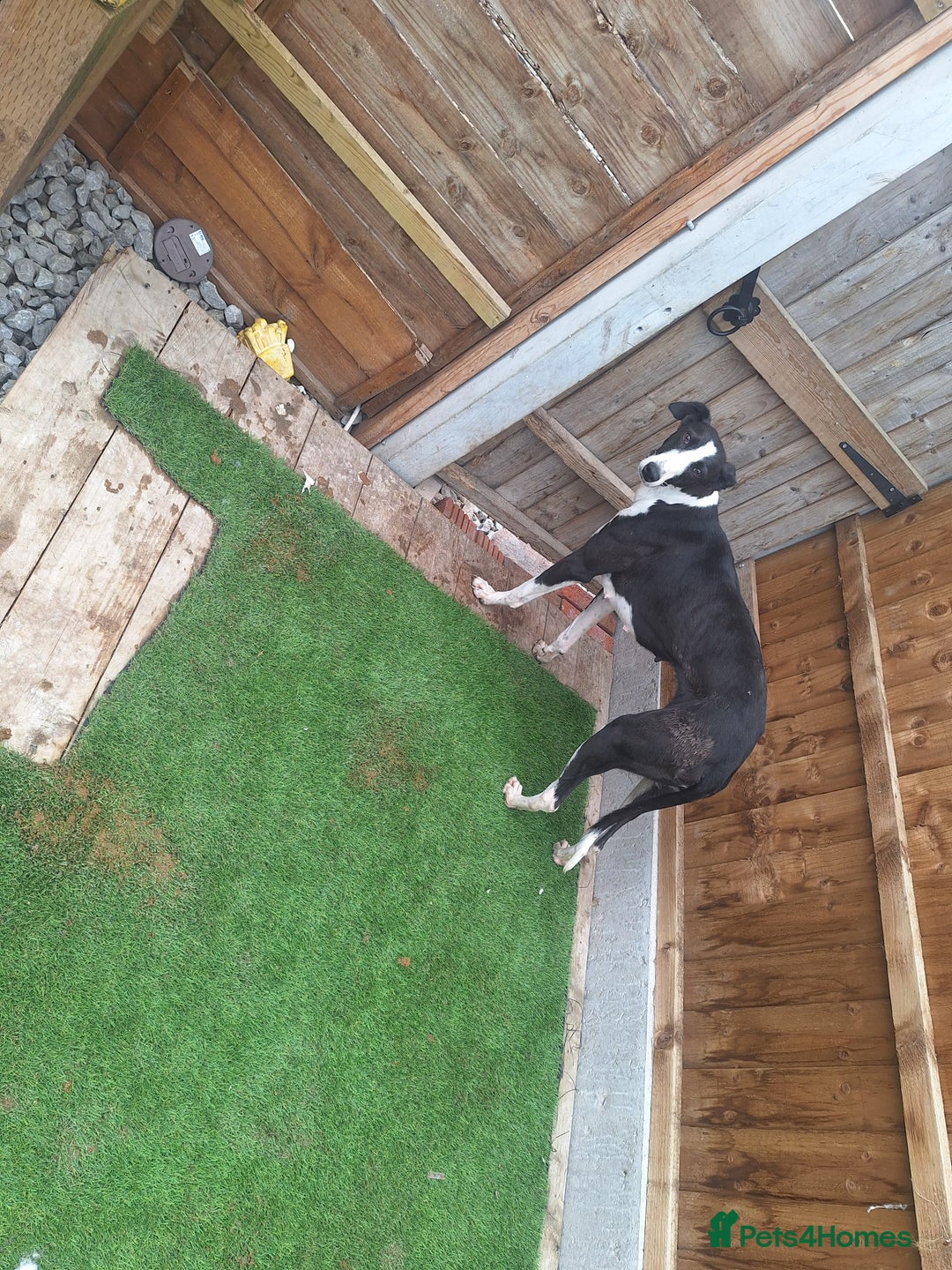 Lurcher dogs for sale: Lurcher pup - Image 4