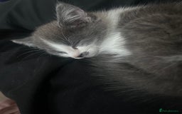 Mixed Breed cats for sale: Beautiful grey and white male - Image 4