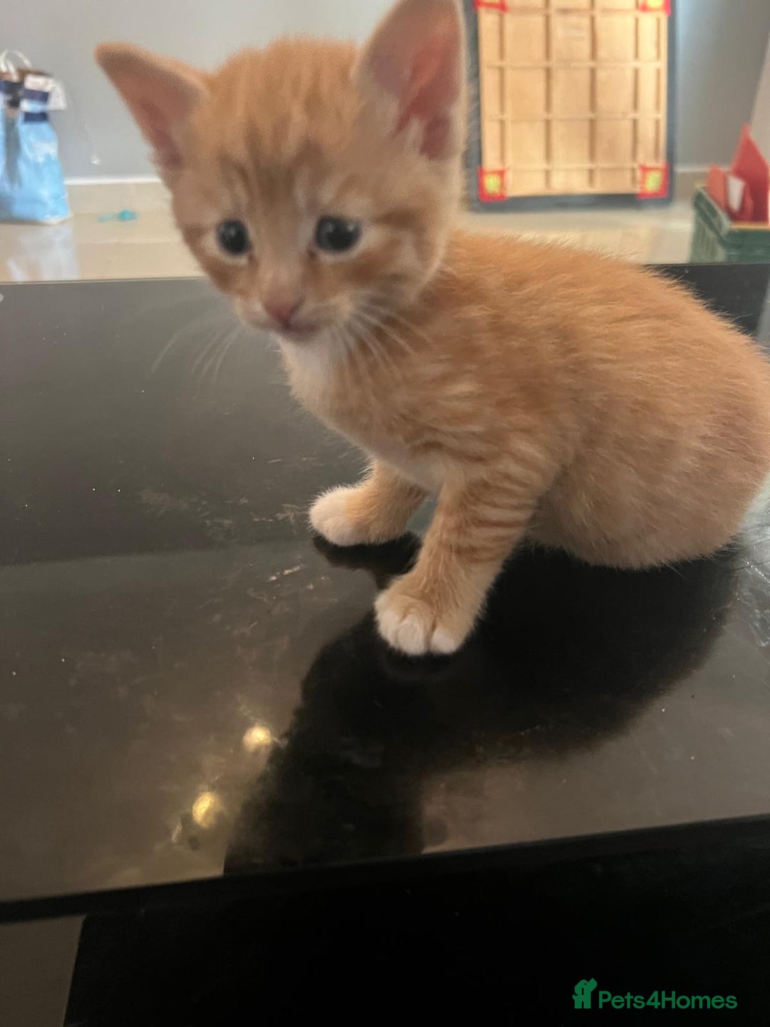 Mixed Breed cats for sale: Litter of 4 cats  - Image 3