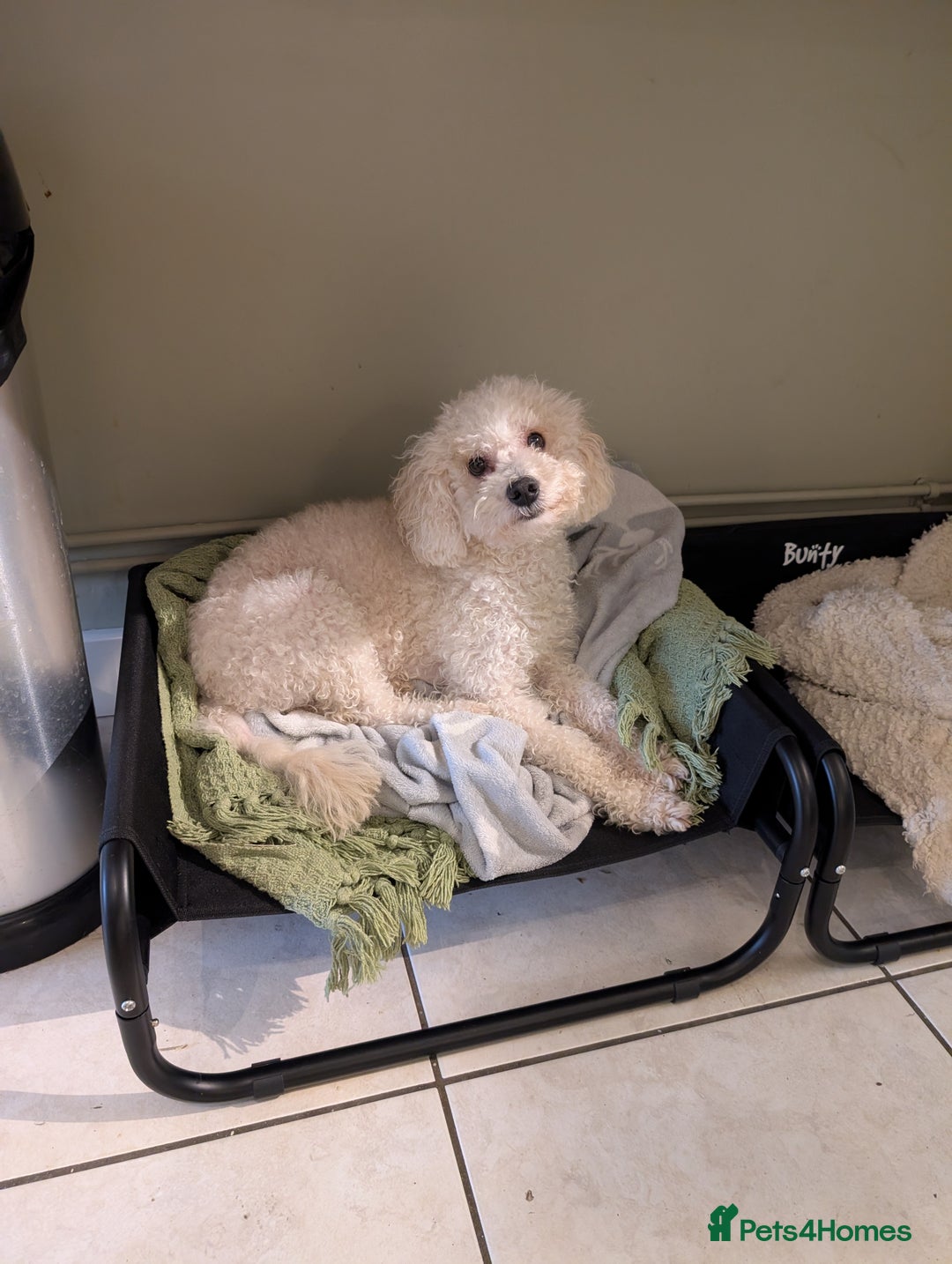 Toy Poodle dogs for sale: Friendly white toy poodle - Advert 2