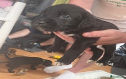 Mixed Breed dogs for sale: Labrador/irish wolf hound  - Image 22