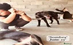 Mixed Breed dogs for adoption: Sombra, 1.5 yrs approx  Available for adoption  in Brixham - Image 19