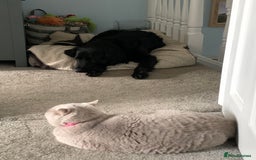 British Shorthair cats for sale: Lilac British Shorthair re-homing as only female  - Image 10