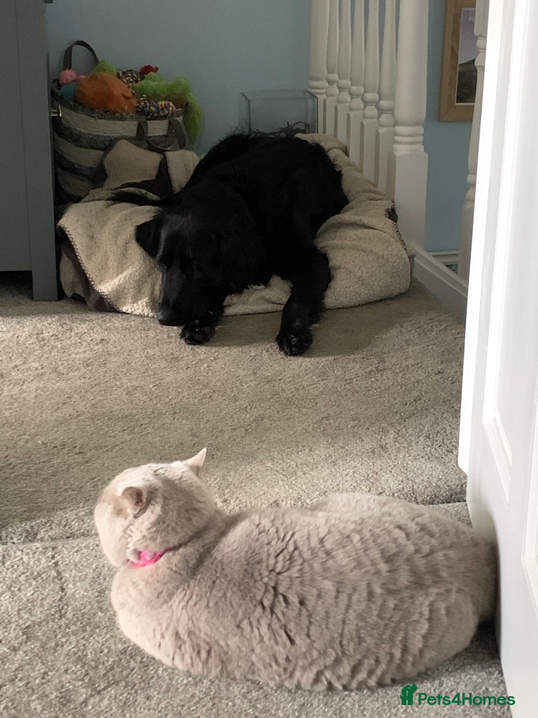 British Shorthair cats for sale: Lilac British Shorthair re-homing as only female  - Image 10