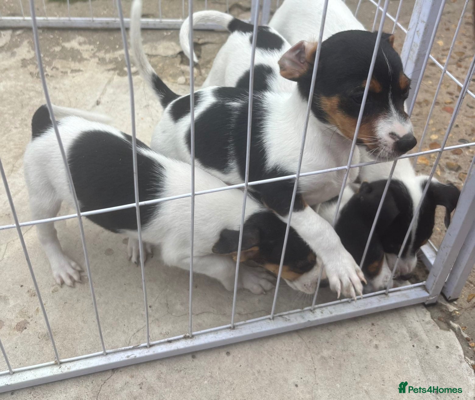 Jack Russell dogs Jackrussel puppies (5 LEFT) - Advert 2