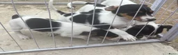 Jack Russell dogs for sale: Jackrussel puppies (5 LEFT) - Advert 2