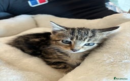 Mixed Breed cats for sale: Tabby Cat - Image 2