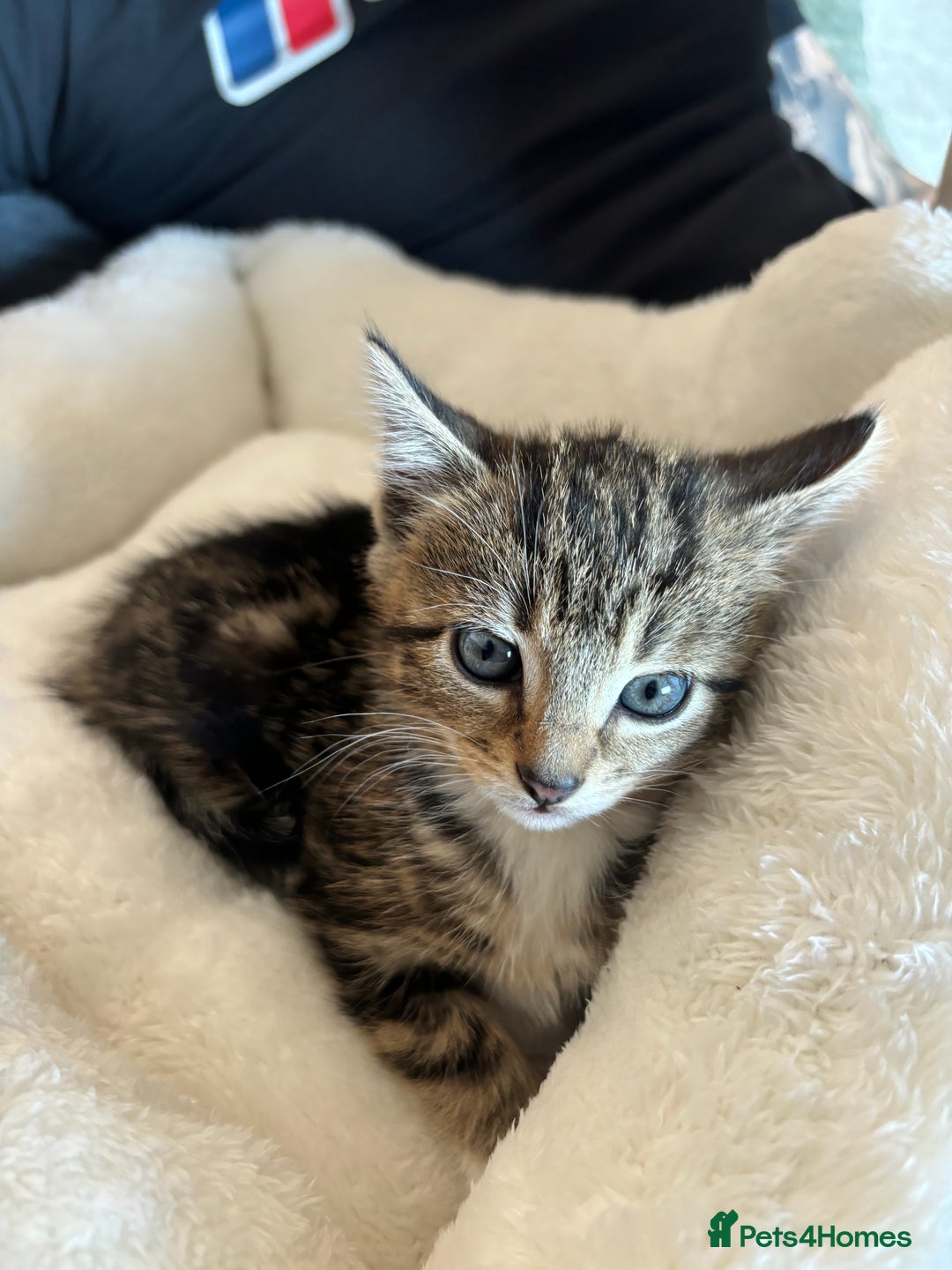 Mixed Breed cats for sale: Tabby Cat - Image 2