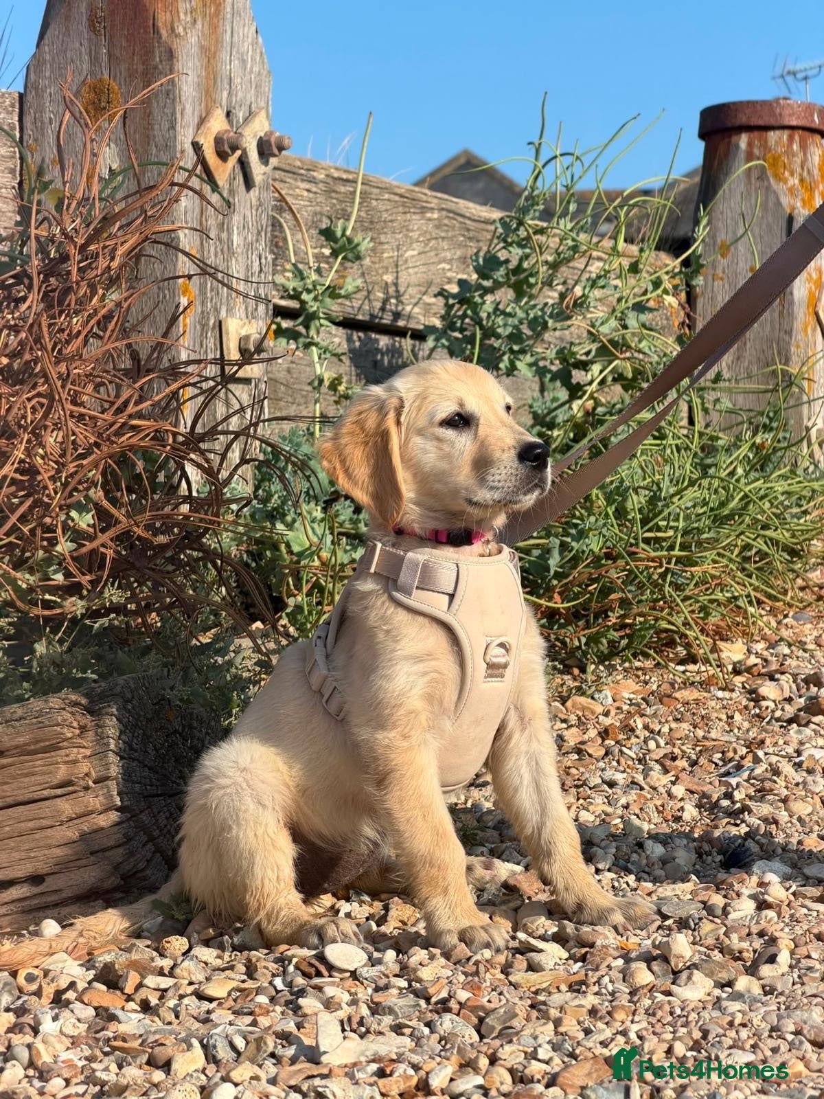 Golden Retriever dogs KC Golden retriever puppies ready now..  - Advert 2