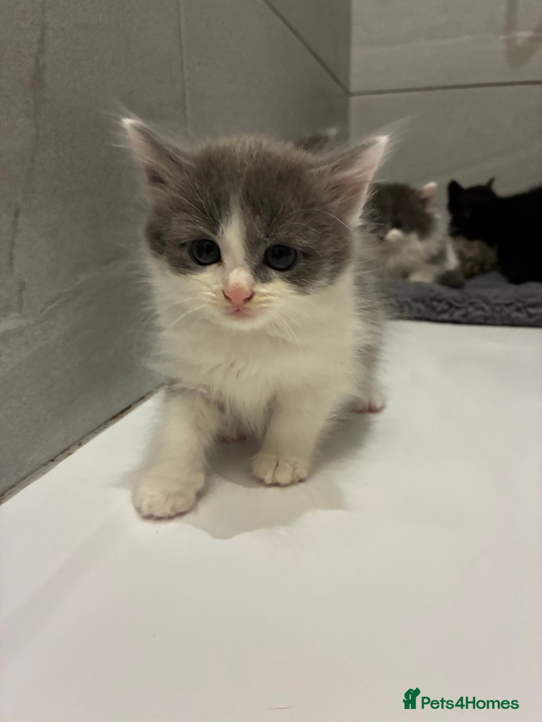 Mixed Breed cats for sale: Five beautiful girls looking for homes  - Advert 2