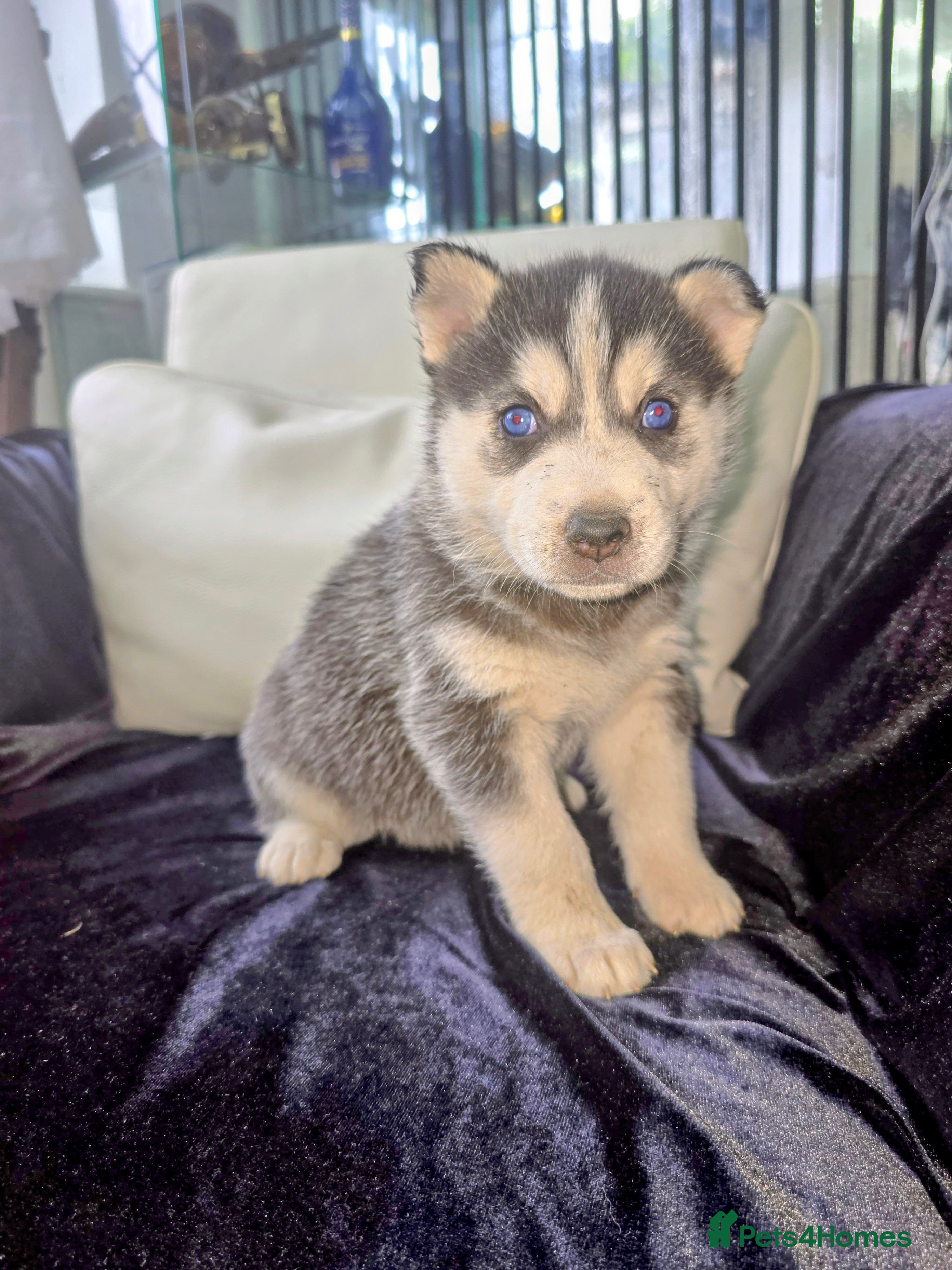 Shepsky dogs The new generation has arrived 🙌  - Advert 2