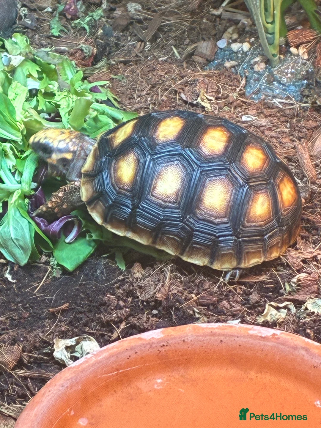 Tortoise reptiles for sale: Red footed Tortoise with complete set up  in Fareham - Advert 2