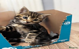 Bengal cats for sale: Half bengal kittens - Image 9