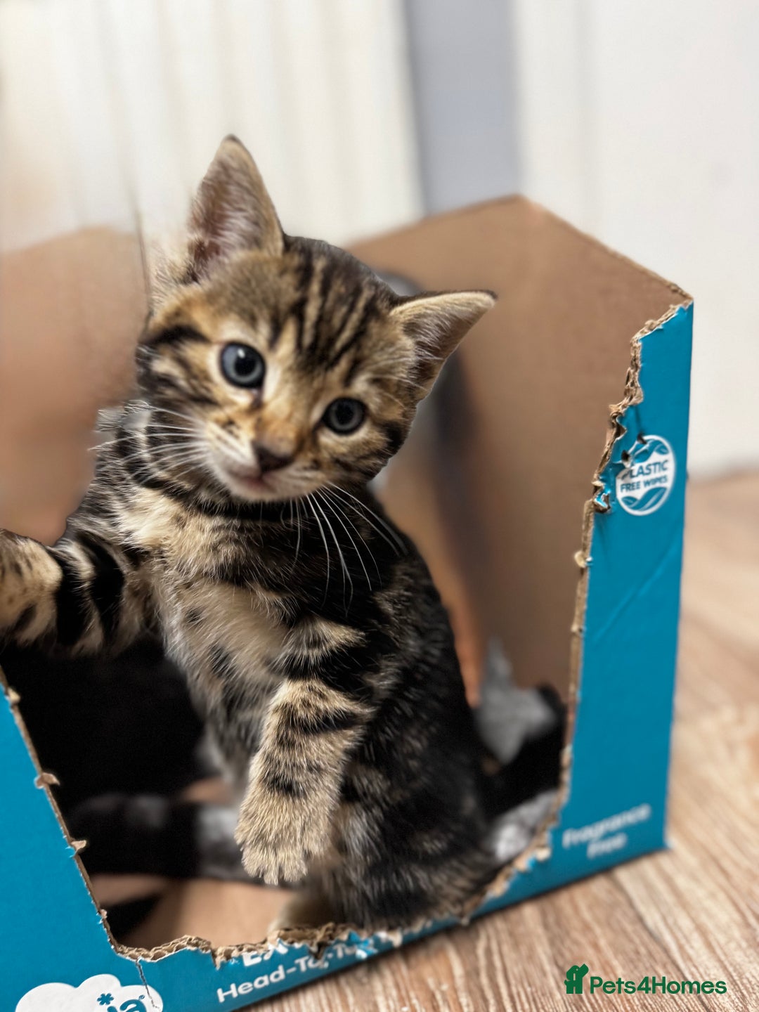 Bengal cats for sale: Half bengal kittens - Image 9