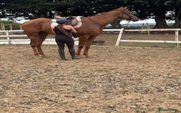 Irish Thoroughbred horses for sale: Outstanding 16.2 , 6 yr old tb gelding  - Image 5