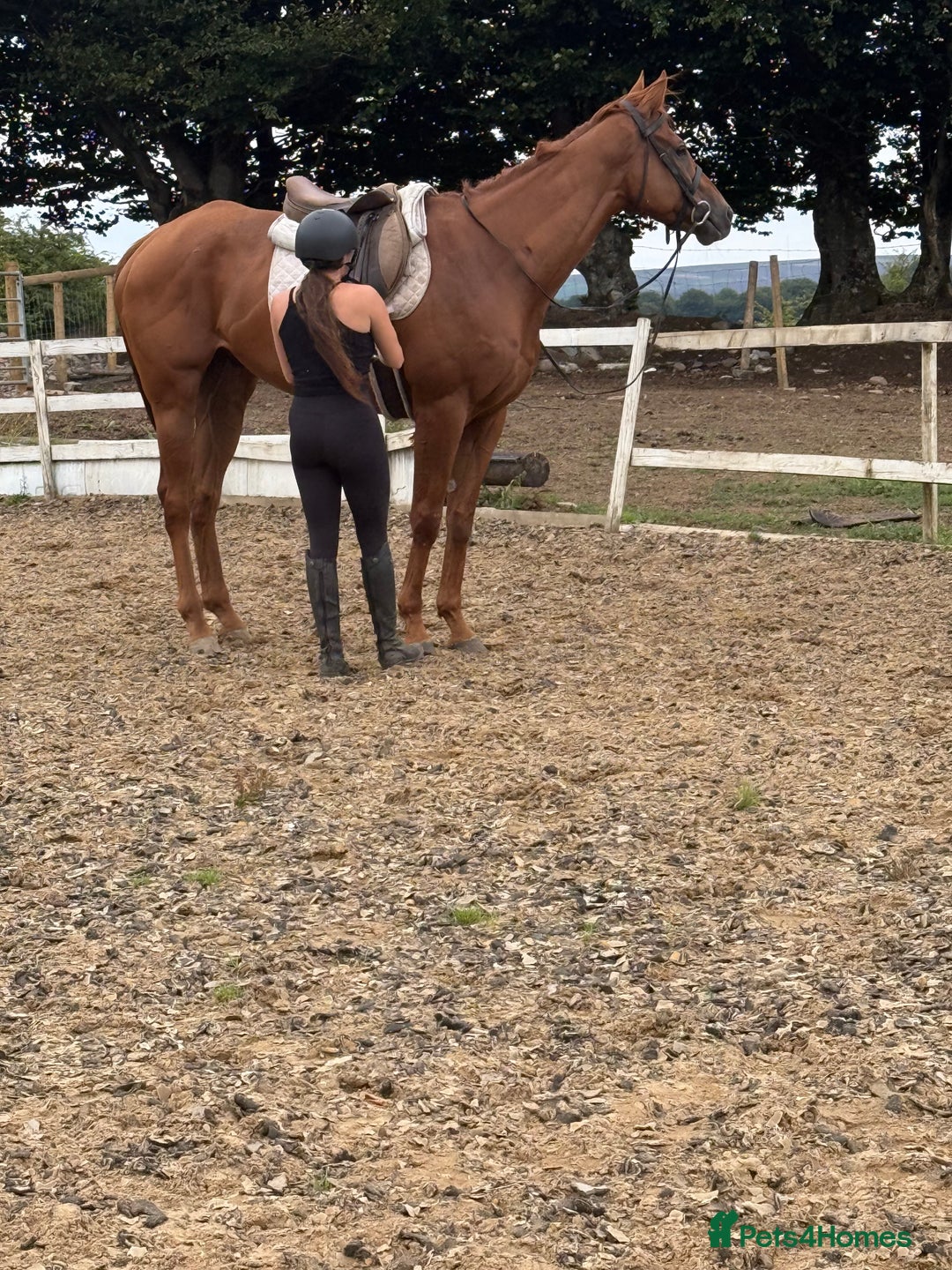 Irish Thoroughbred horses for sale: Outstanding 16.2 , 6 yr old tb gelding  - Image 5
