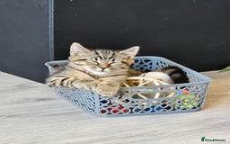 Persian cats for sale: Tabby female with full set up ready to go. - Image 1