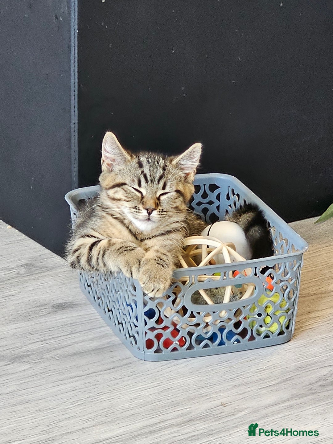 Persian cats for sale: Tabby female with full set up ready to go. - Image 1