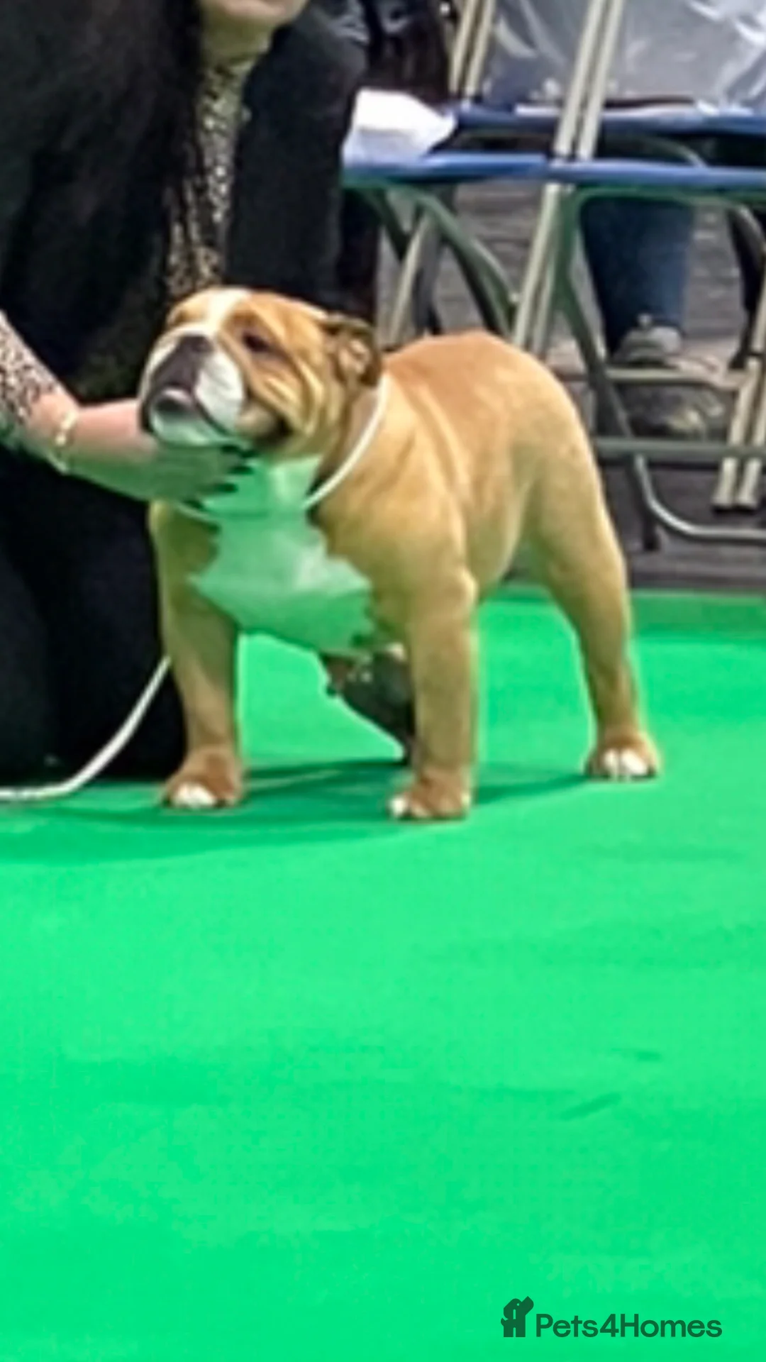 English Bulldog dogs for stud: TRUE TO TYPE - STANDARD - At Stud  in Ilkeston - Advert 2