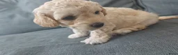 Mixed Breed dogs for sale: Cavapoochon puppies  - Advert 19