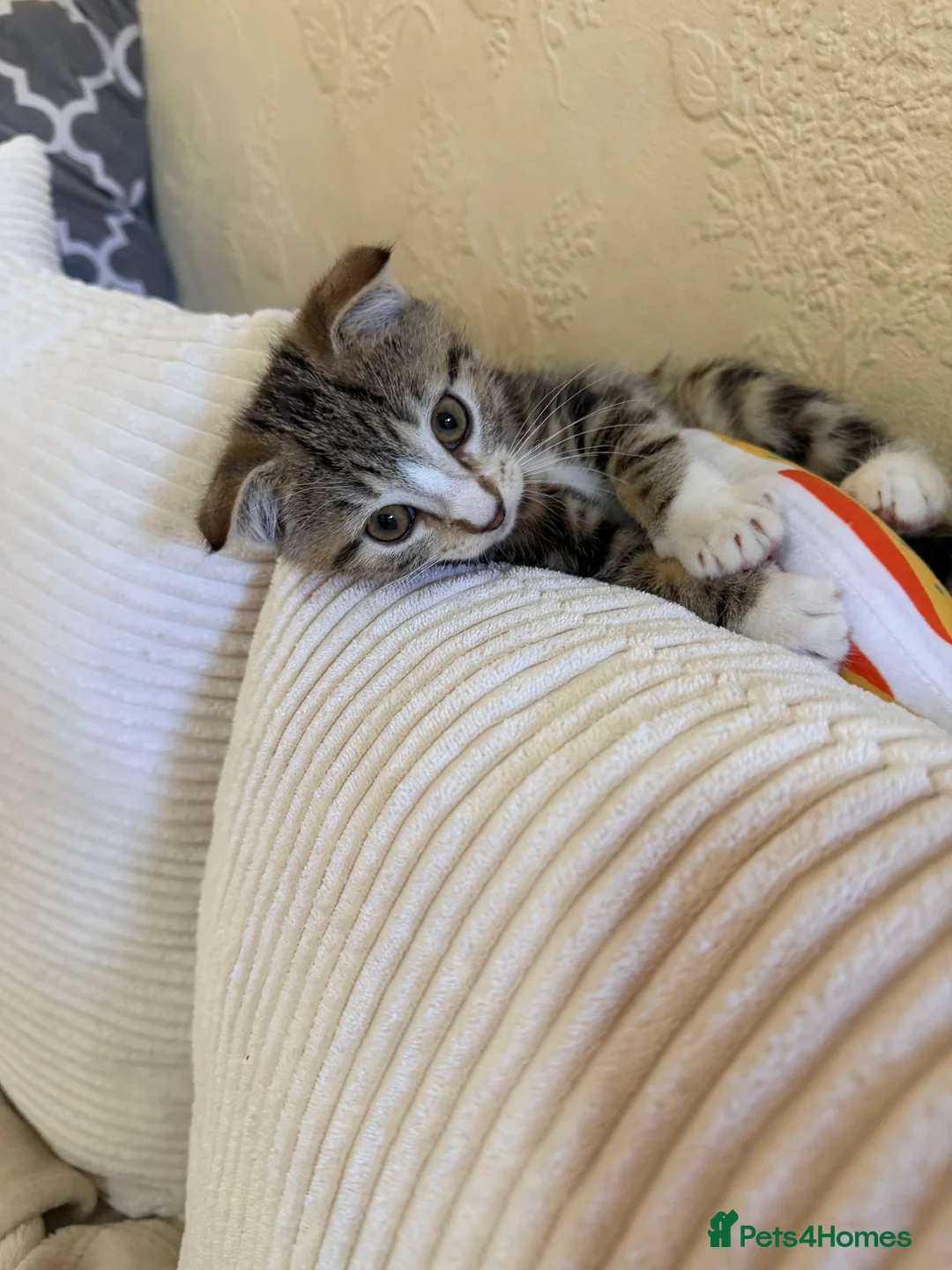 Scottish Fold cats for sale: Scottish fold - Advert 4