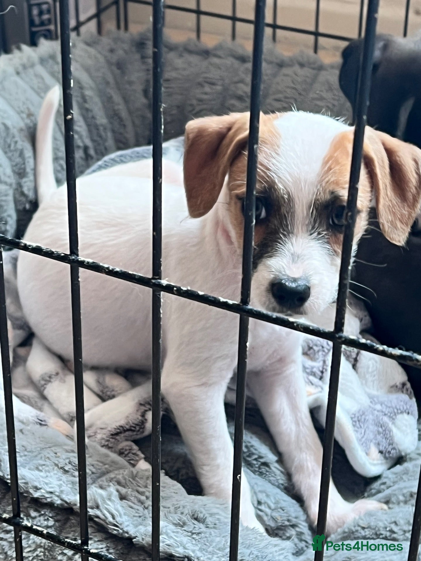 Mixed Breed dogs 2 loving and playful boys ready to go  - Advert 2