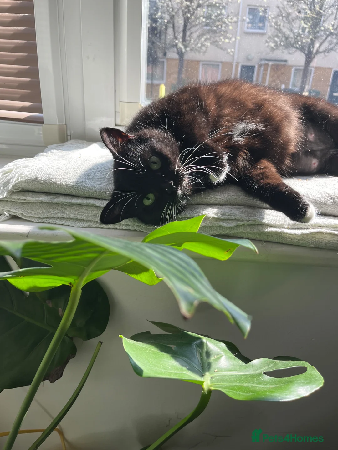 American Shorthair cats for sale: A Very Special Toothless Cat  - Advert 6