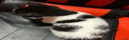 Mixed Breed cats for sale: Beautiful kittens - Advert 5