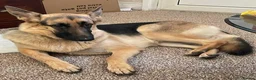 German Shepherd dogs for sale: German shepherd female - Advert 4