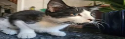 British Shorthair cats for sale: 2 Female Black and White kittens - Advert 9