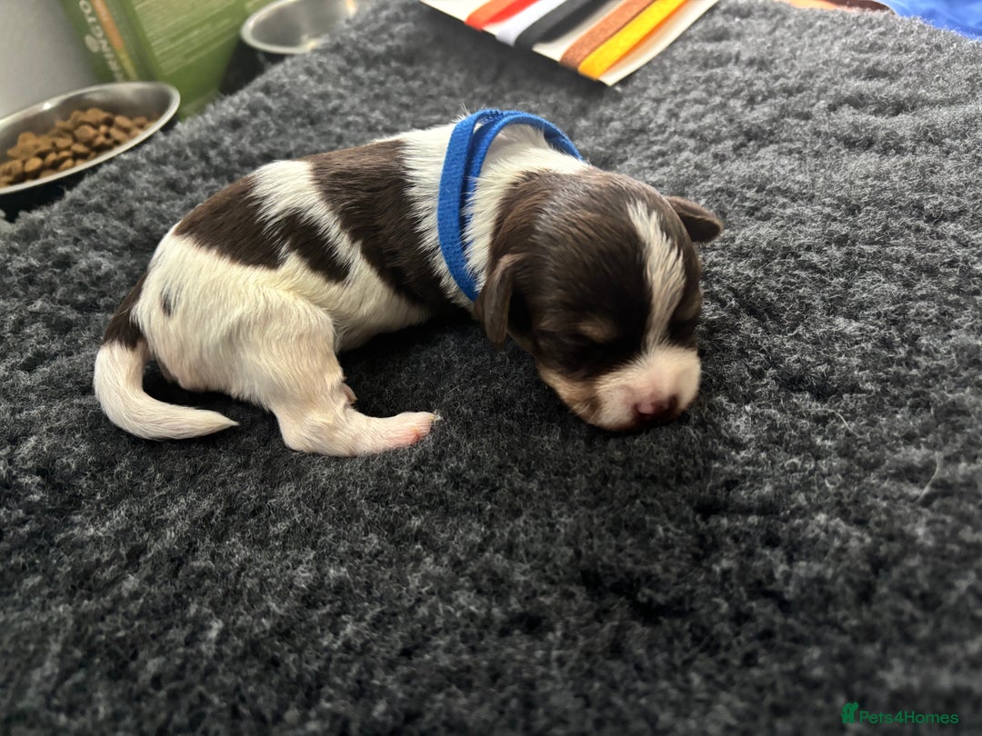Mixed Breed dogs for sale: Shichon cross dachshund - Image 16